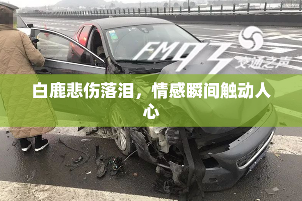 白鹿悲伤落泪，情感瞬间触动人心