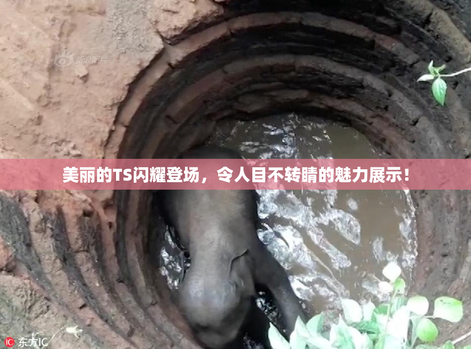 美丽的TS闪耀登场，令人目不转睛的魅力展示！