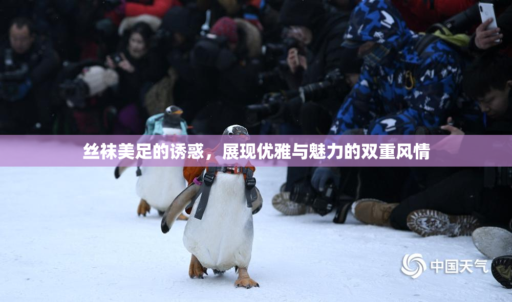 丝袜美足的诱惑，展现优雅与魅力的双重风情