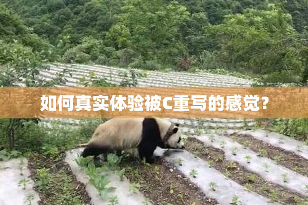 如何真实体验被C重写的感觉？