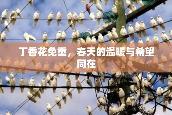 丁香花免重，春天的温暖与希望同在