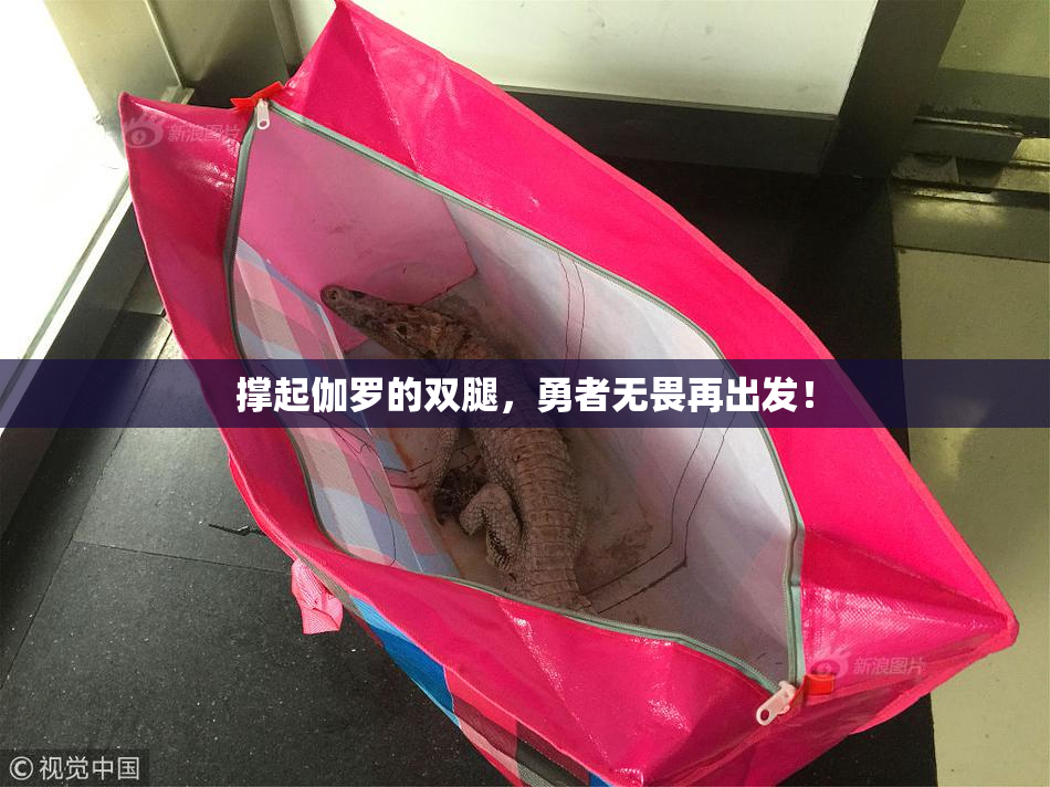 撑起伽罗的双腿，勇者无畏再出发！