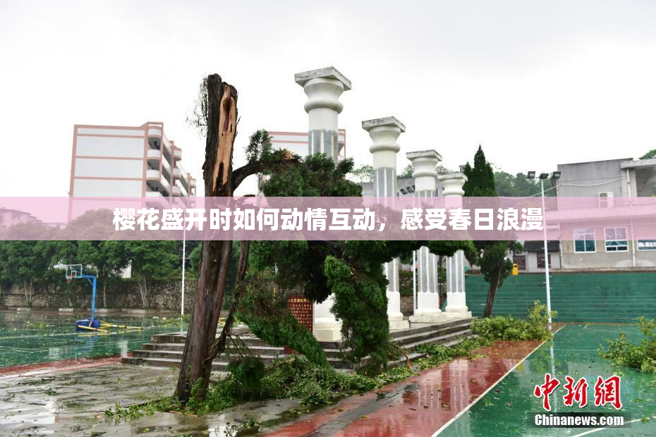 樱花盛开时如何动情互动，感受春日浪漫