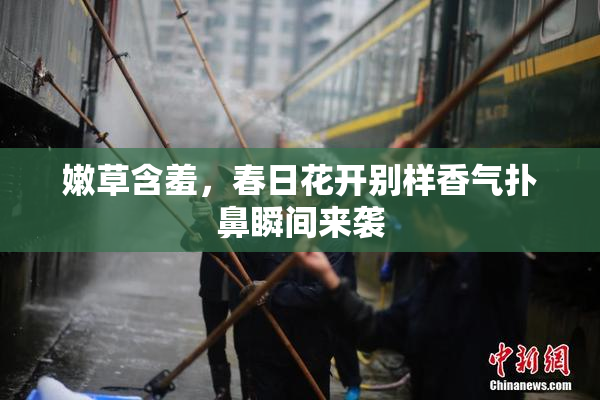 嫩草含羞，春日花开别样香气扑鼻瞬间来袭