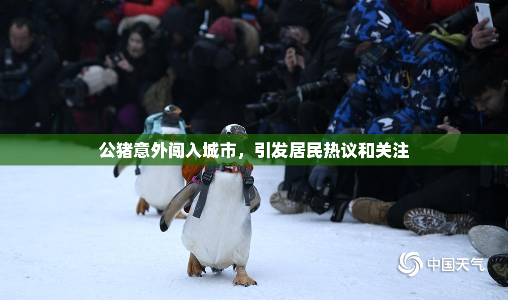 公猪意外闯入城市，引发居民热议和关注