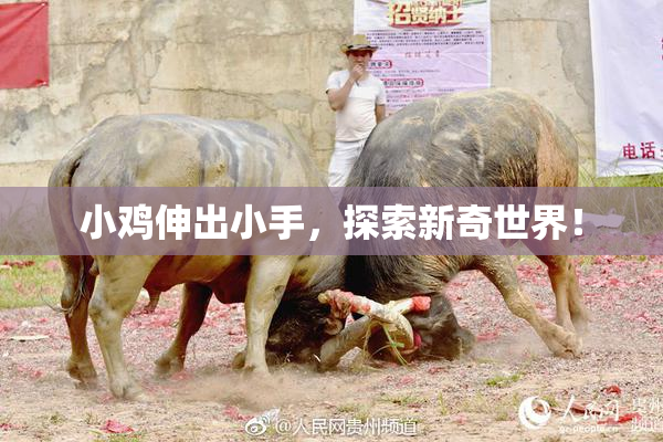小鸡伸出小手，探索新奇世界！