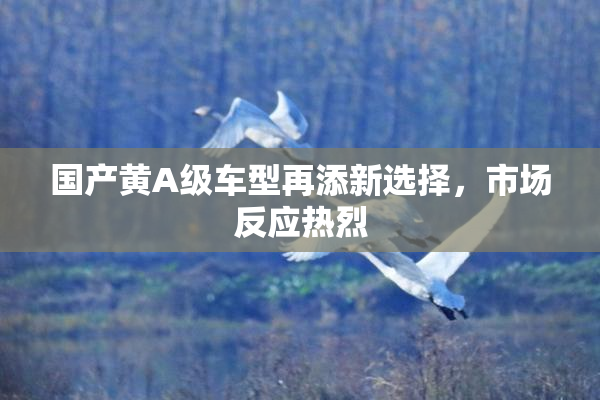 国产黄A级车型再添新选择，市场反应热烈