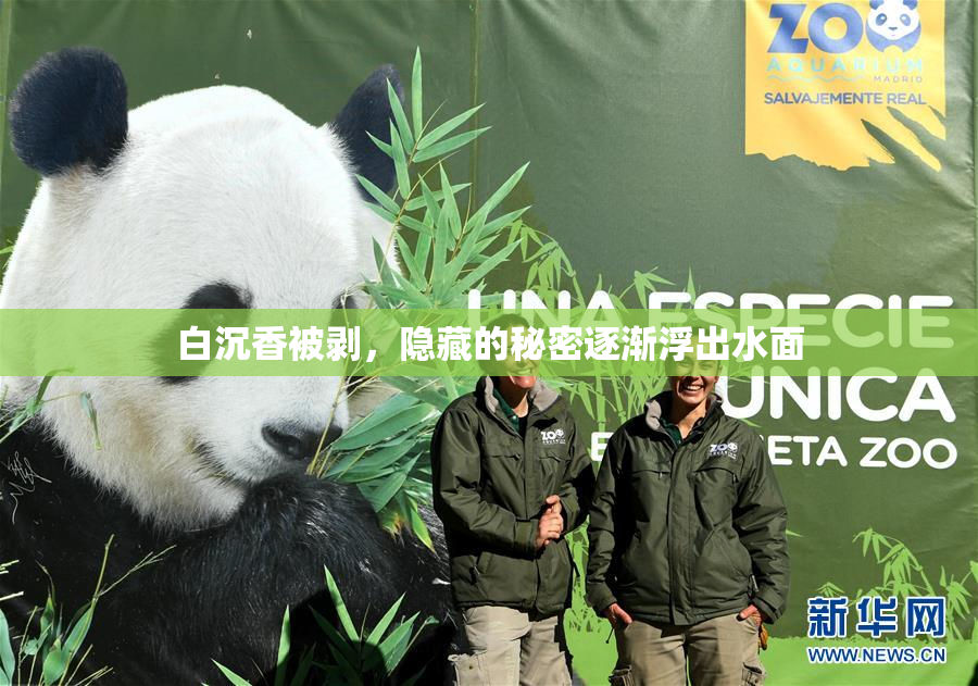白沉香被剥，隐藏的秘密逐渐浮出水面
