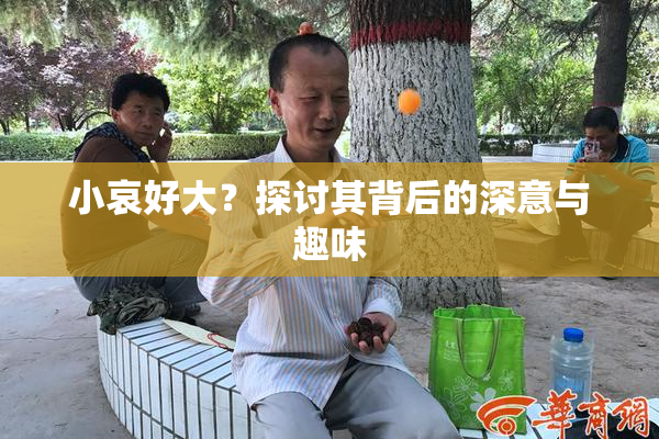 小哀好大？探讨其背后的深意与趣味