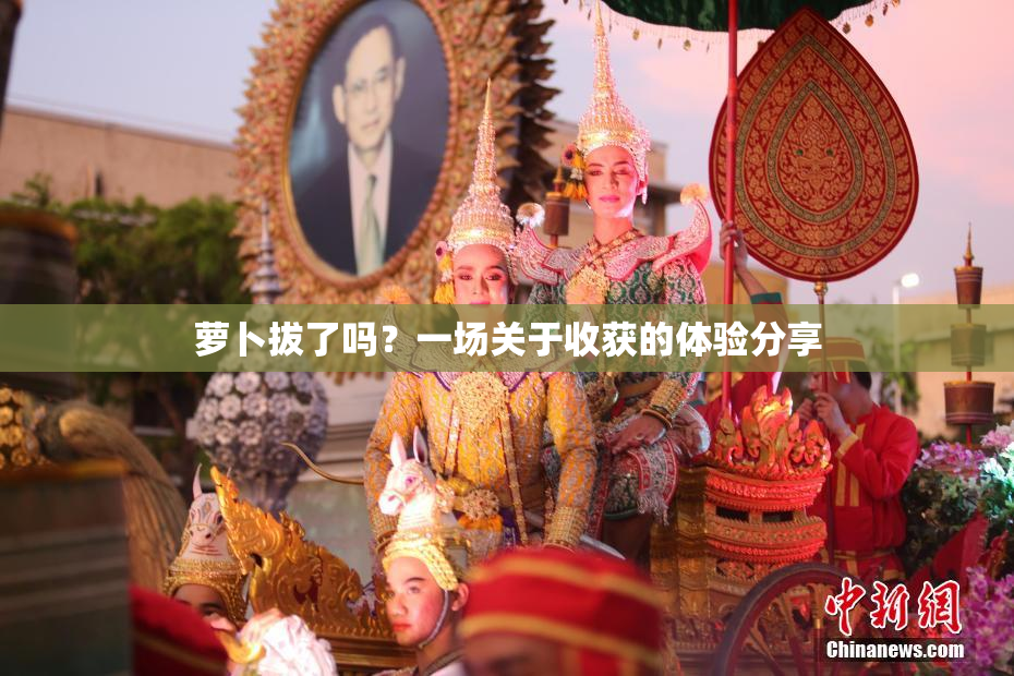 萝卜拔了吗？一场关于收获的体验分享