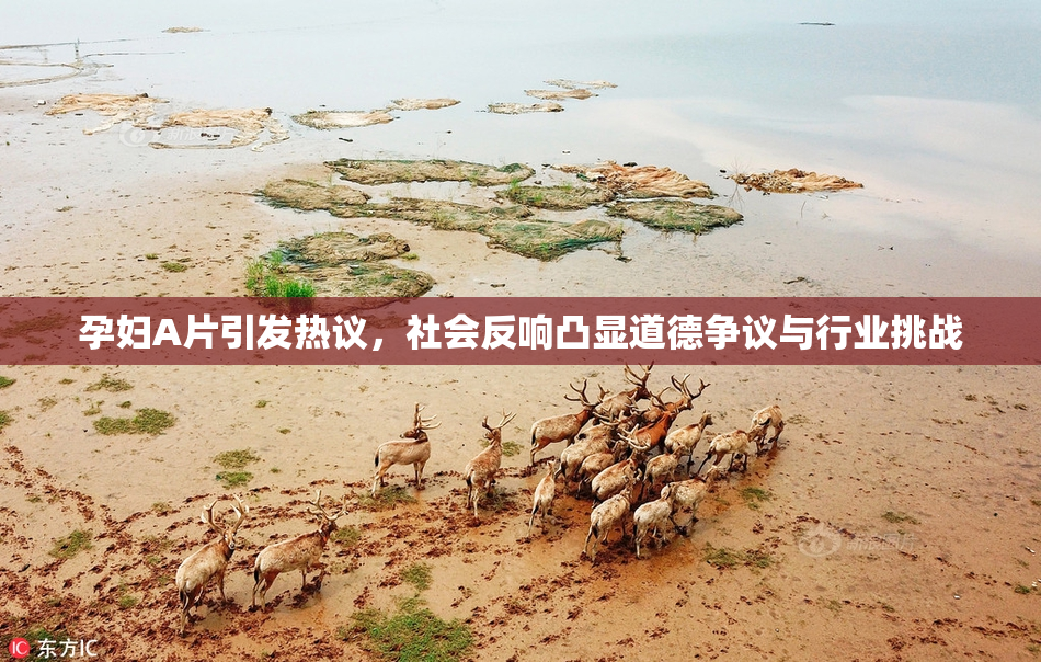 孕妇A片引发热议，社会反响凸显道德争议与行业挑战
