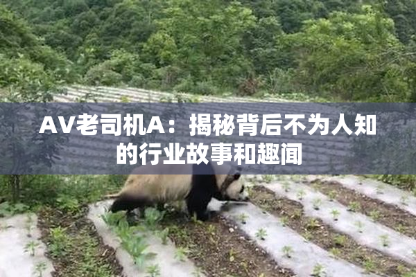 AV老司机A：揭秘背后不为人知的行业故事和趣闻