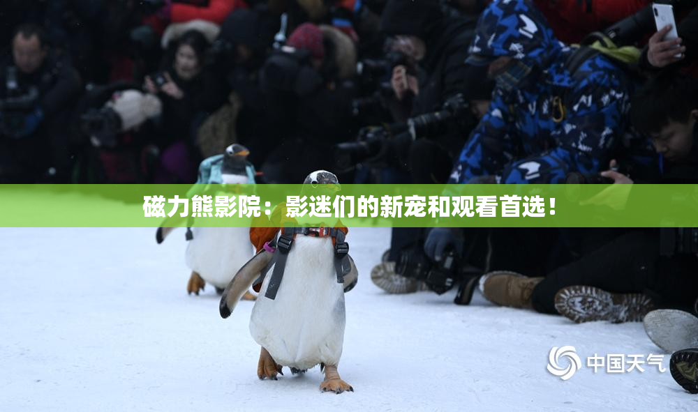 磁力熊影院：影迷们的新宠和观看首选！