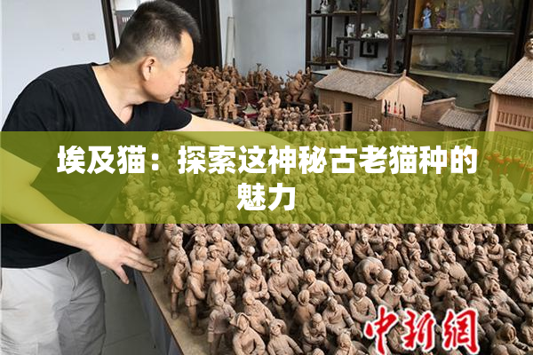 埃及猫：探索这神秘古老猫种的魅力