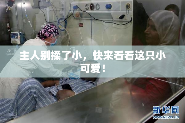 主人别揉了小，快来看看这只小可爱！