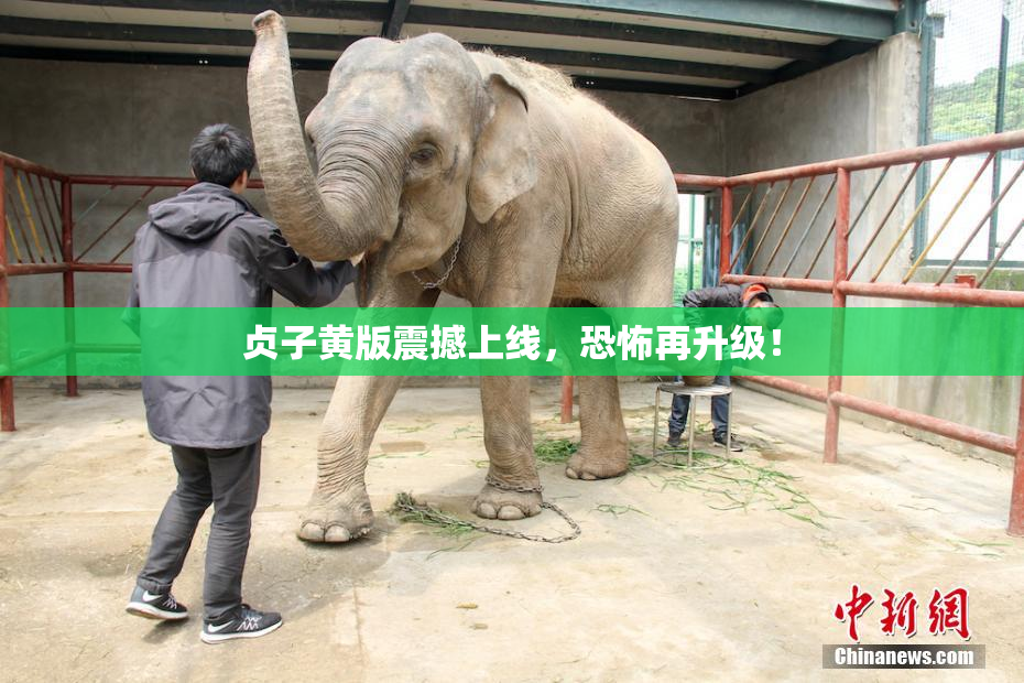 贞子黄版震撼上线，恐怖再升级！