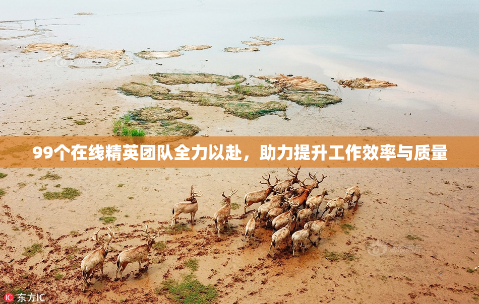 99个在线精英团队全力以赴，助力提升工作效率与质量