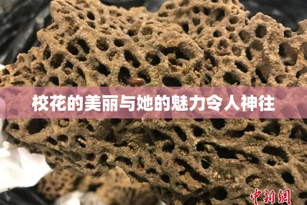 校花的美丽与她的魅力令人神往