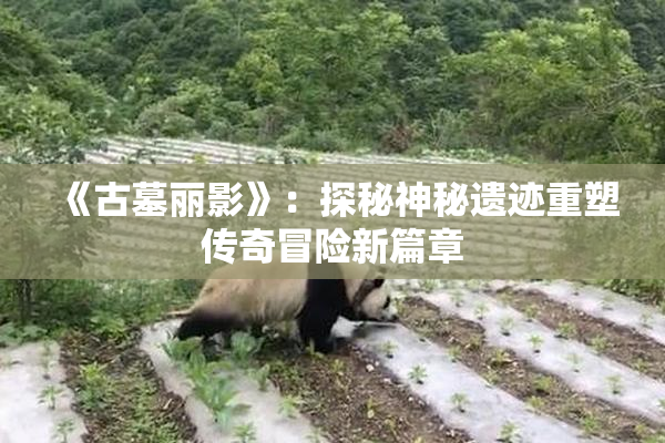 《古墓丽影》：探秘神秘遗迹重塑传奇冒险新篇章