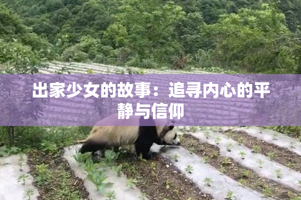 出家少女的故事：追寻内心的平静与信仰