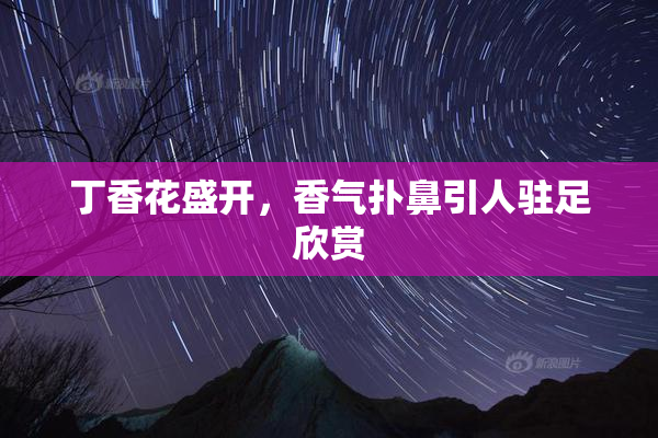 丁香花盛开，香气扑鼻引人驻足欣赏