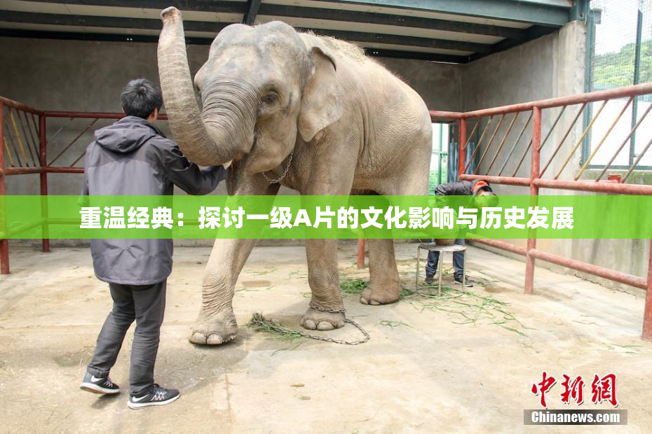 重温经典：探讨一级A片的文化影响与历史发展