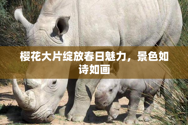 樱花大片绽放春日魅力，景色如诗如画