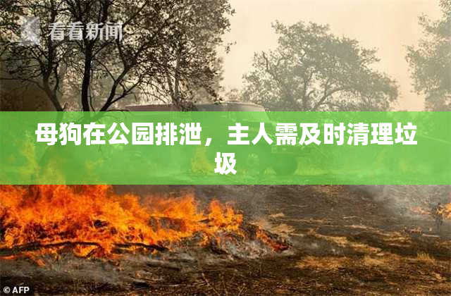 母狗在公园排泄，主人需及时清理垃圾