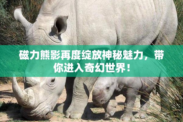 磁力熊影再度绽放神秘魅力，带你进入奇幻世界！