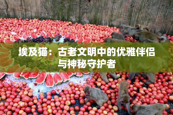 埃及猫：古老文明中的优雅伴侣与神秘守护者