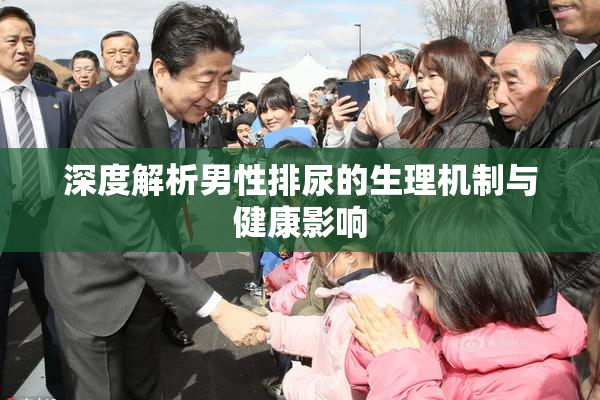 深度解析男性排尿的生理机制与健康影响