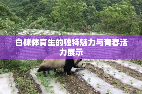 白袜体育生的独特魅力与青春活力展示