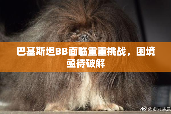 巴基斯坦BB面临重重挑战，困境亟待破解