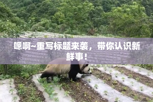 嗯啊~重写标题来袭，带你认识新鲜事！