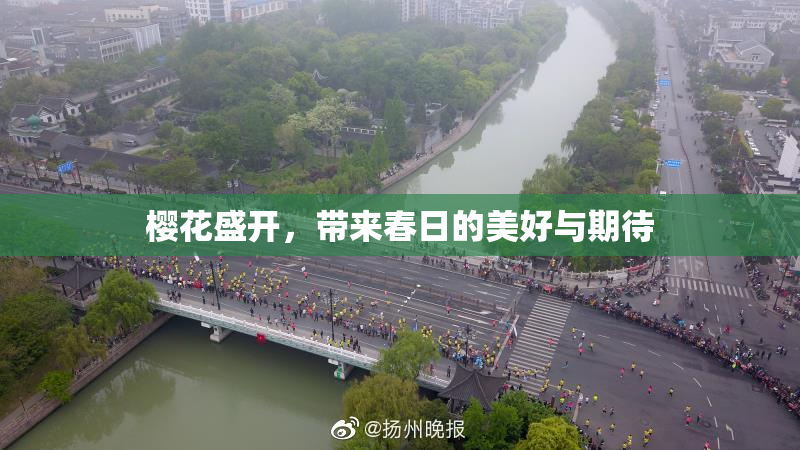 樱花盛开，带来春日的美好与期待