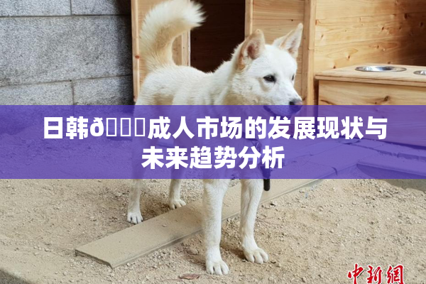 日韩🔞成人市场的发展现状与未来趋势分析