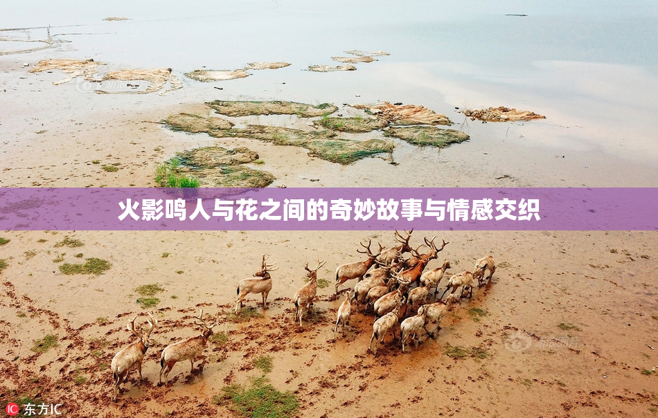 火影鸣人与花之间的奇妙故事与情感交织