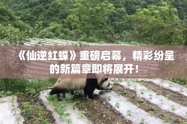 《仙逆红蝶》重磅启幕，精彩纷呈的新篇章即将展开！
