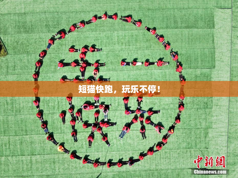 短猫快跑，玩乐不停！