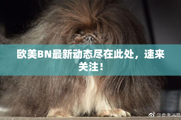 欧美BN最新动态尽在此处，速来关注！