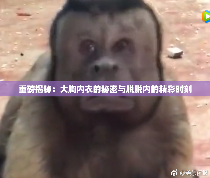 重磅揭秘：大胸内衣的秘密与脱脱内的精彩时刻