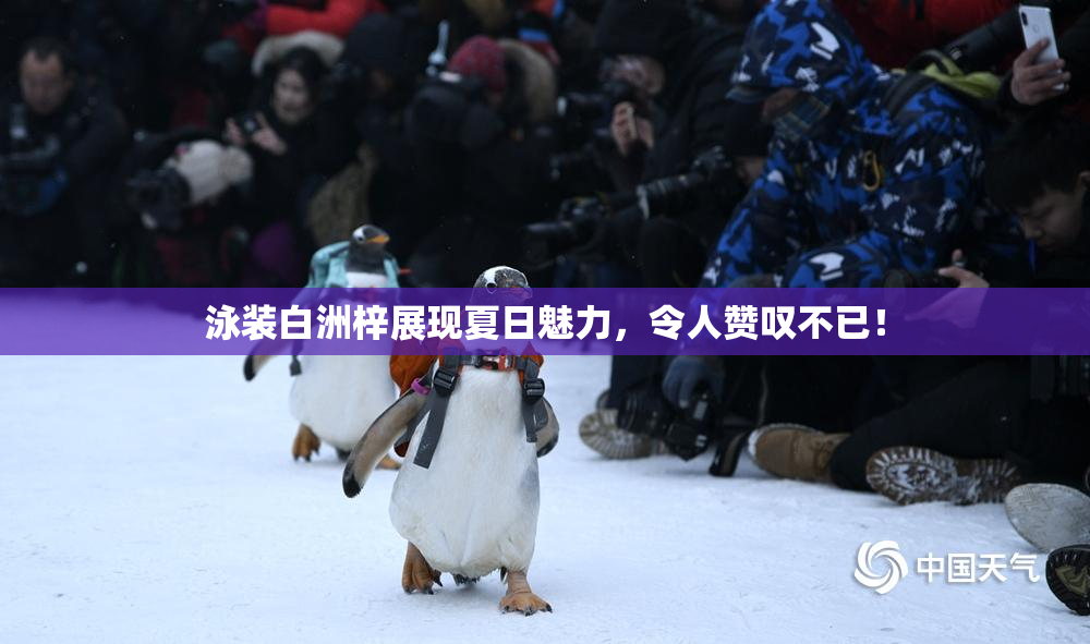泳装白洲梓展现夏日魅力，令人赞叹不已！