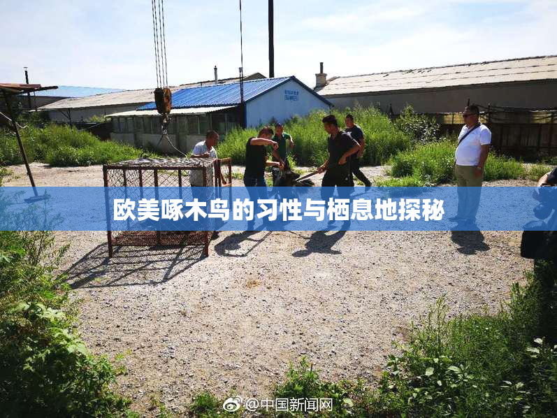 欧美啄木鸟的习性与栖息地探秘
