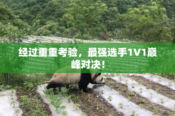 经过重重考验，最强选手1V1巅峰对决！