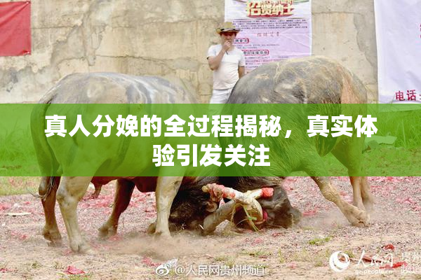 真人分娩的全过程揭秘，真实体验引发关注