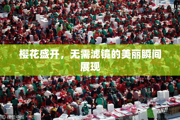 樱花盛开，无需滤镜的美丽瞬间展现