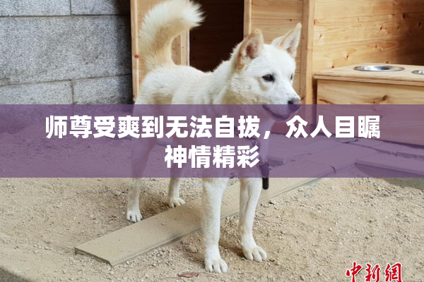 师尊受爽到无法自拔，众人目瞩神情精彩