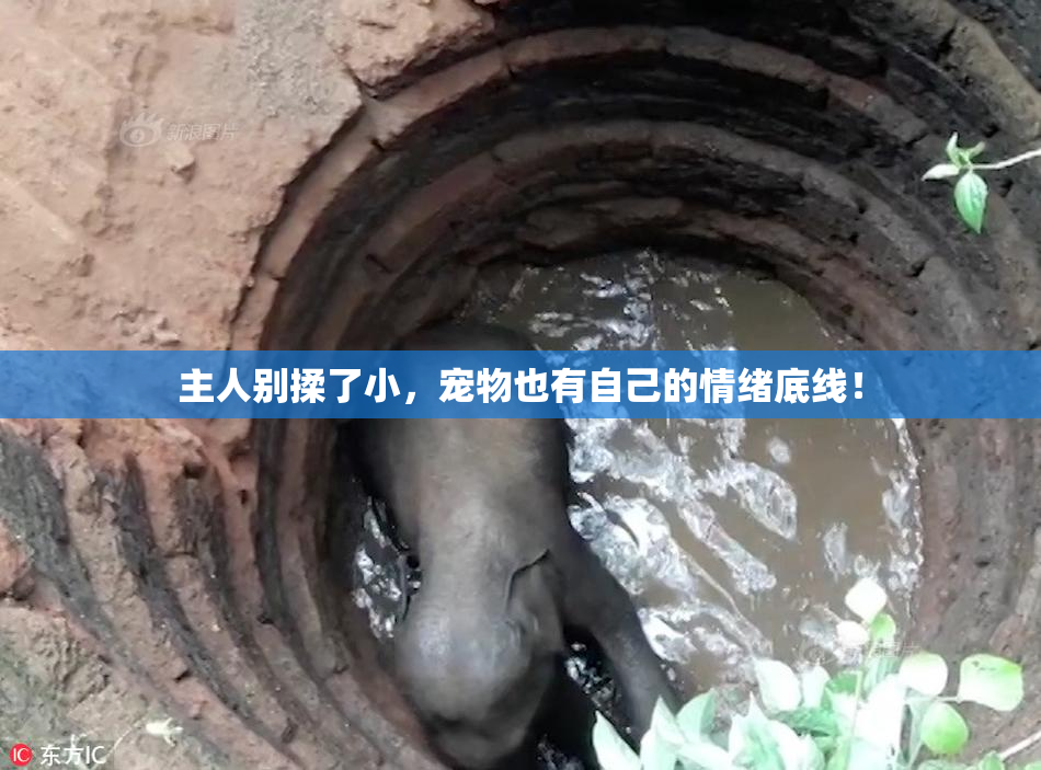 主人别揉了小，宠物也有自己的情绪底线！