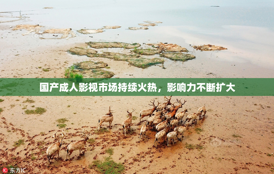 国产成人影视市场持续火热，影响力不断扩大
