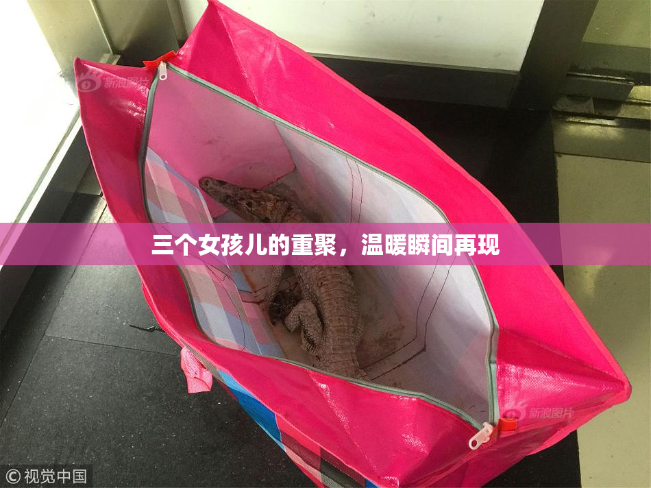 三个女孩儿的重聚，温暖瞬间再现